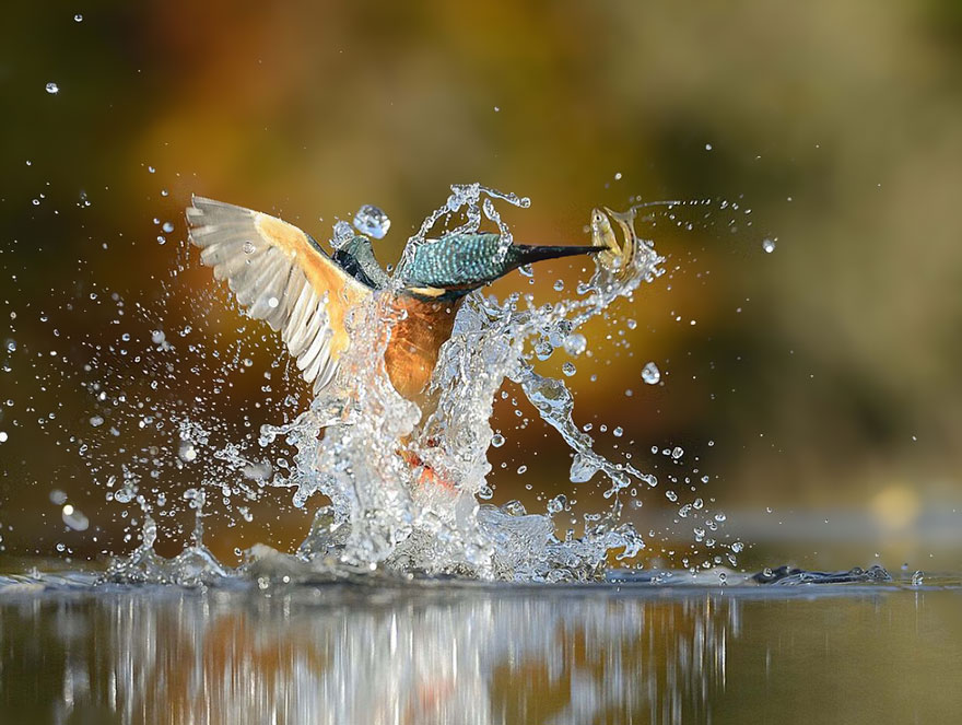 apr-s-plusieurs-tentatives-ce-photographe-r-ussit-photographier